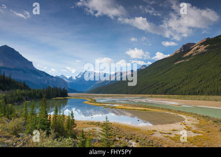 Mont Kitchener reflétée dans le ruisseau de beauté extérieure près de la rivière Sunwapta, Jasper National Park, Alberta, Canada Banque D'Images