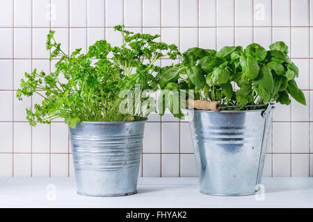 Des herbes fraîches de basilic et de persil avec des feuilles humides en pots en métal sur une table de cuisine avec un sol carrelé blanc mur à l'arrière-plan. Banque D'Images