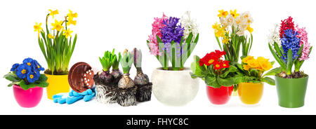 Jacinthe Fowers, narcisses et primevères en pot isolé sur fond blanc. Concept de jardinage du printemps Banque D'Images