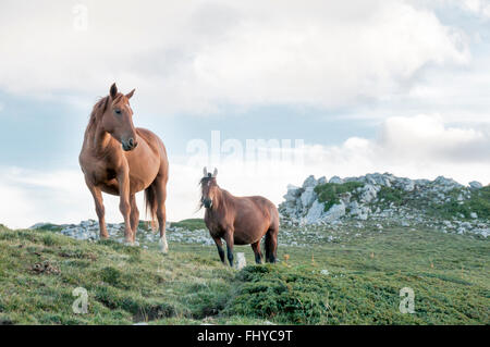 Cheval brun sauvage sur le top mountain Banque D'Images