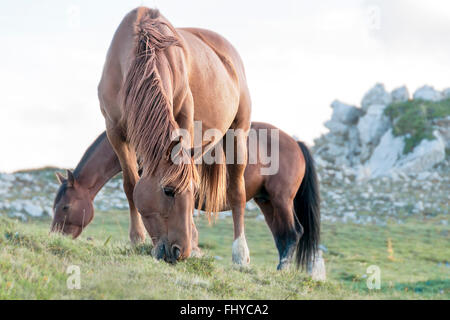 Cheval brun sauvage sur le top mountain Banque D'Images