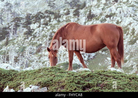 Cheval brun sauvage sur le top mountain Banque D'Images