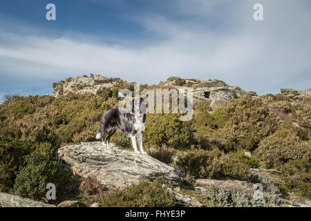 Border Collie chien debout sur un rocher en face d'un abri en pierre construit dans la roche dans les montagnes du nord de la Corse Banque D'Images
