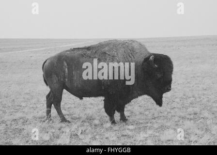 Un bison d'Amérique dans un champ ouvert en noir et blanc sur l'Antelope Island dans l'Utah. Banque D'Images