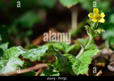 (Geum urbanum benoîte). Une plante à fleurs jaunes dans la famille des rosacées (Rosaceae), poussant dans une forêt britannique Banque D'Images