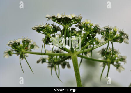 Fool's persil (Aethusa cynapium). Plante de la famille de la carotte (Apiaceae), en ombelles de fleurs blanches avec Banque D'Images