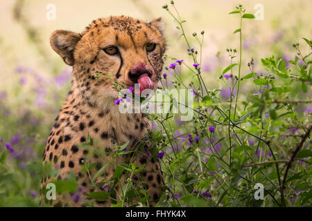 Cheetah léchant nez en sang chez les plantes à fleurs Banque D'Images