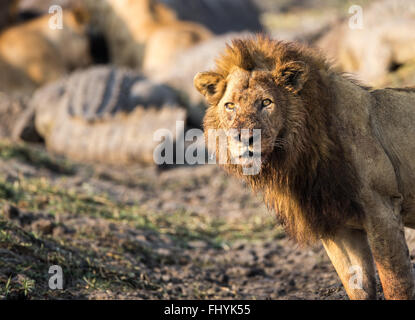 Homme Lion debout en face d'Hippone tuer avec crocodile en arrière-plan Banque D'Images