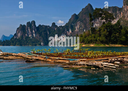 Les jardins flottants de CHIEW LAN MAISON sur RADEAU DANS LE LAC CHEOW EN PARC NATIONAL de Khao Sok - Thaïlande Banque D'Images