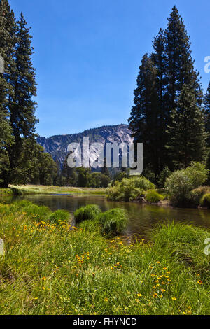 Les herbes indigènes s'épanouir dans la Merced river serpentant à travers la vallée de Yosemite en Californie - printemps Banque D'Images