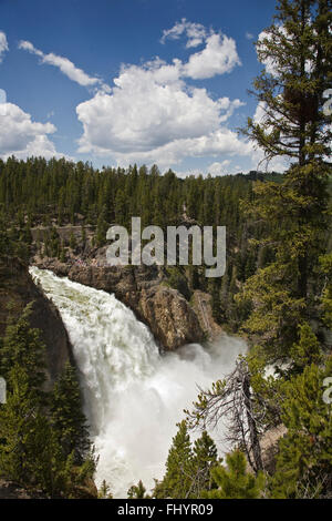 La partie supérieure des chutes de Yellowstone et la Yellowstone River pendant le ruissellement printanier - Parc national de Yellowstone, Wyoming Banque D'Images