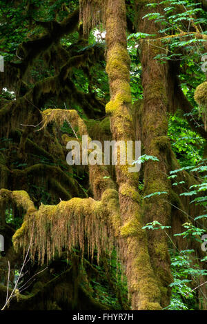 MOSS CLUB pousse sur des arbres d'érable géant le long du sentier de la rivière Hoh Hoh Rain Forest dans l'- OLYMPIC NATIONAL PARK, WASHINGTON Banque D'Images