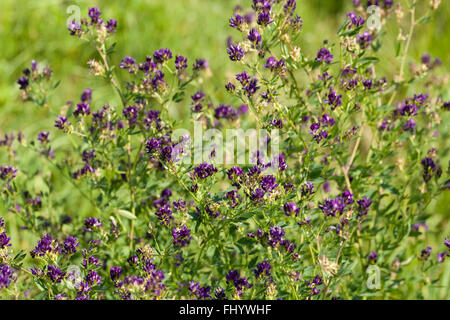 Bush de fleur Luzerne (Medicago sativa) on meadow Banque D'Images