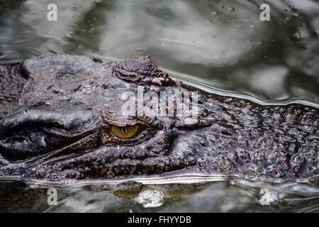 MIRI/Malaisie - 24 NOVEMBRE 2015 : Détail d'une tête de crocodile qui sort de l'eau douce à Bornéo Banque D'Images