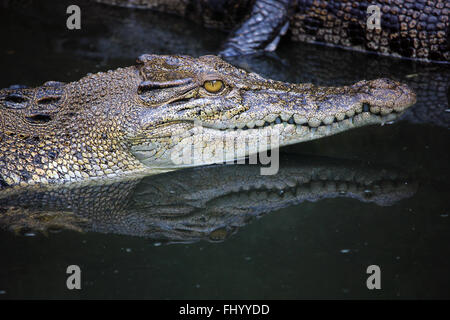 MIRI/Malaisie - 24 NOVEMBRE 2015 : Détail d'une tête de crocodile qui sort de l'eau douce à Bornéo Banque D'Images