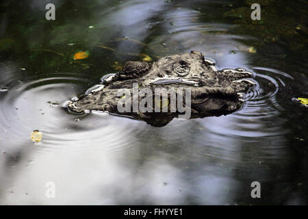 MIRI/Malaisie - 24 NOVEMBRE 2015 : une tête de crocodile sortant de l'eau Bornéo à côté de la frontière de la Malaisie avec le Brunei Banque D'Images