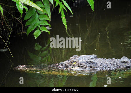 MIRI/Malaisie - 24 NOVEMBRE 2015 : un crocodile dans l'eau douce au nord de Miri à Bornéo à côté de la frontière avec le Brunei Banque D'Images