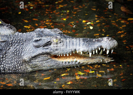 MIRI/Malaisie - 24 NOVEMBRE 2015 : un crocodile avec les grandes dents à Bornéo à côté de la frontière entre la Malaisie et Brunei Banque D'Images