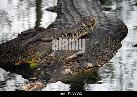 MIRI/Malaisie - 24 NOVEMBRE 2015 : deux crocodiles dans l'eau douce la région de Sarawak à Bornéo Banque D'Images