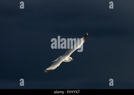 Goélands argentés Larus argentatus en vol contre un ciel orageux au-dessus de la mer du Nord Norfolk Banque D'Images