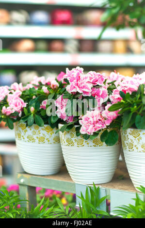 Azalea dans des pots blancs sur une étagère de magasin de fleur Banque D'Images