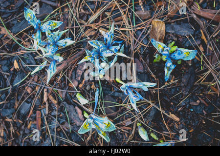 Quelques fleurs aux couleurs vives dans le sol d'hiver. Banque D'Images