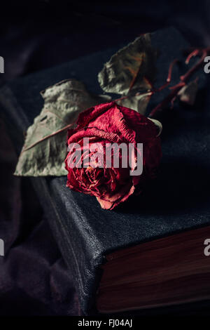 Une rose sèche Banque D'Images