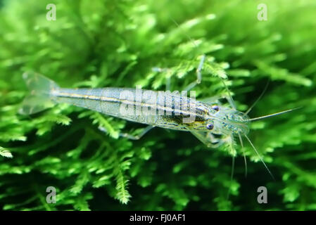 Crevettes yamato sur la mousse de java dans un aquarium planté Banque D'Images