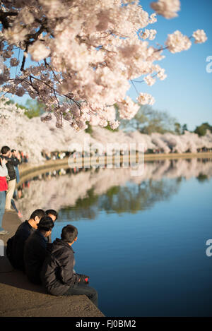 WASHINGTON DC, États-Unis — les touristes bordent le front de mer par un beau matin clair avec les célèbres cerisiers en fleurs de Washington DC à leur plus haut niveau de floraison. Banque D'Images