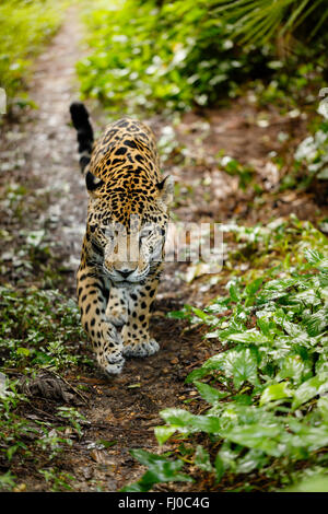 Close up jaguar Panthera onca marcher sur le sentier en direction de photographe Banque D'Images