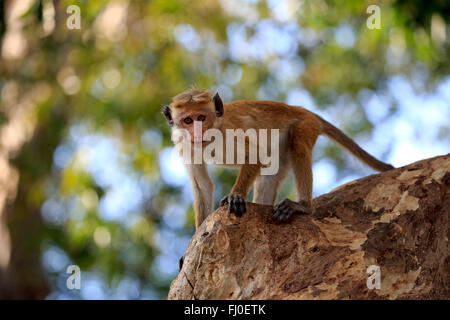 Red Monkey, des profils sur l'arbre, le parc national de Yala, au Sri Lanka, en Asie / (Macaca sinica) Banque D'Images