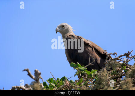 Fish Eagle dirigé gris, des profils sur l'arbre, le parc national de Bundala, Sri Lanka, Asie / (Ichthyophaga ichthyaetus) Banque D'Images