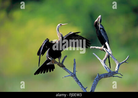 Dard, dard de l'Est Oriental, Indien, Oriental Darter Anhinga, deux sur la branche, le parc national de Bundala, Sri Lanka, Asie / (Anhinga melanogaster) Banque D'Images