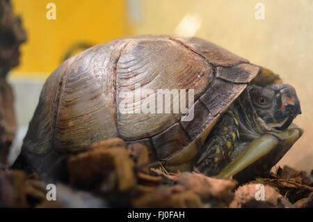 Tortue Banque D'Images