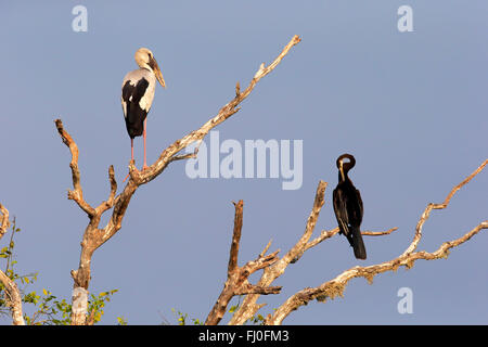 Asian Openbill Stork, Oriental Darter Anhinga melanogaster), (des profils sur l'arbre, le parc national de Bundala, Sri Lanka, Asie / oscitane (Anastomus) Banque D'Images