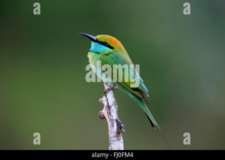 Little Green Bee-eater, des profils sur branch, le parc national de Bundala, Sri Lanka, Asie / (Merops orientalis ceylonicus) Banque D'Images