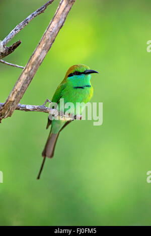 Little Green Bee-eater, des profils sur branch, le parc national de Bundala, Sri Lanka, Asie / (Merops orientalis ceylonicus) Banque D'Images