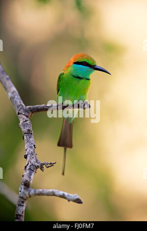 Little Green Bee-eater, des profils sur branch, le parc national de Bundala, Sri Lanka, Asie / (Merops orientalis ceylonicus) Banque D'Images