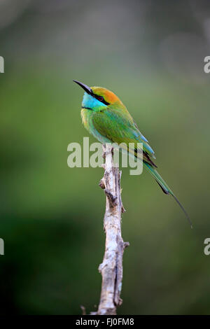 Little Green Bee-eater, des profils sur branch, le parc national de Bundala, Sri Lanka, Asie / (Merops orientalis ceylonicus) Banque D'Images