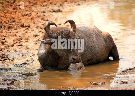 Les buffles d'eau, des profils dans l'eau baignade, parc national de Bundala, Sri Lanka, Asie / (Bubalis bubalis) Banque D'Images