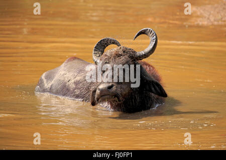 Les buffles d'eau, des profils dans l'eau baignade, parc national de Bundala, Sri Lanka, Asie / (Bubalis bubalis) Banque D'Images