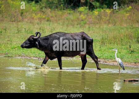 Le buffle d'eau, marchez dans l'eau des femelles adultes, héron cendré (Ardea cinerea), Udawalawe, Nationalpark, Sri Lanka, Asie / (Bubalis bubalis) Banque D'Images