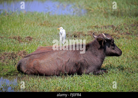 Le buffle d'eau, les subadultes avec repos, Héron garde-boeuf (Bubulcus ibis), le parc national de Bundala, Sri Lanka, Asie / (Bubalis bubalis) Banque D'Images