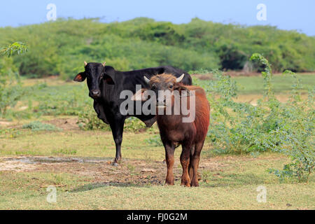 Le buffle d'eau, les jeunes bovins, gomestic avec le parc national de Bundala, Sri Lanka, Asie / (Bubalis bubalis) Banque D'Images