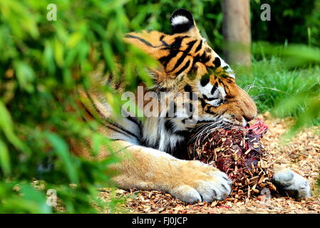 Un tigre de manger de la viande dans un zoo. Banque D'Images