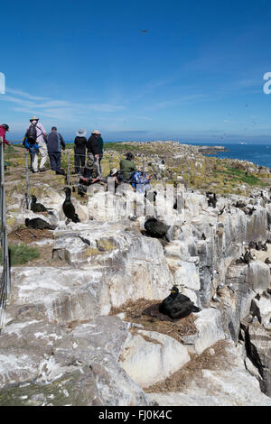 Shag Phalacrocorax aristotelis ; avec des photographes de la colonie ; Farne intérieure Farnes, UK Banque D'Images