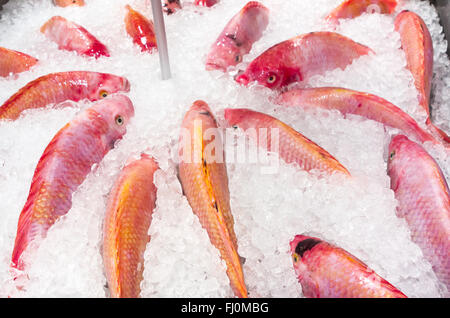 Poisson frais de la mer dans les glaces Banque D'Images