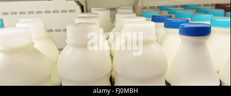 Bouteilles de lait sur réfrigérateur étagère de supermarché store Banque D'Images