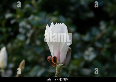 Close up white magnolia flower bud sur un fond sombre Banque D'Images