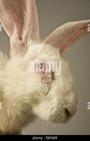 Vue avant verticale portrait d'un lapin blanc avec d'immenses oreilles sur fond gris Banque D'Images